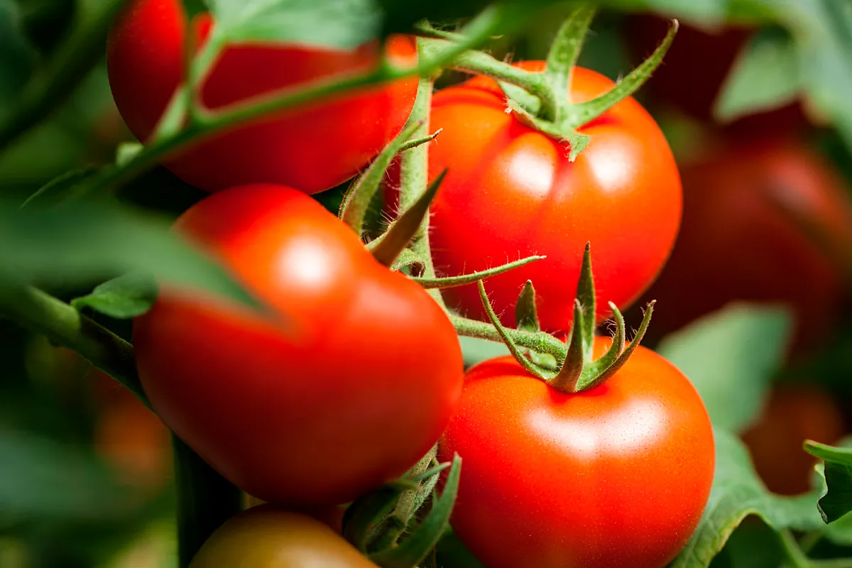 Scienziati spagnoli sviluppano tomate e trigo modificati geneticamente per ridurre allergeni e glutine, con approvazione normativa europea