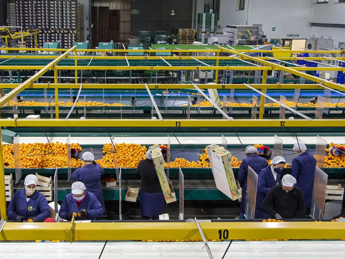 Las ventas de las cooperativas representan el 6,3% del PIB valenciano y generan 63.000 empleos