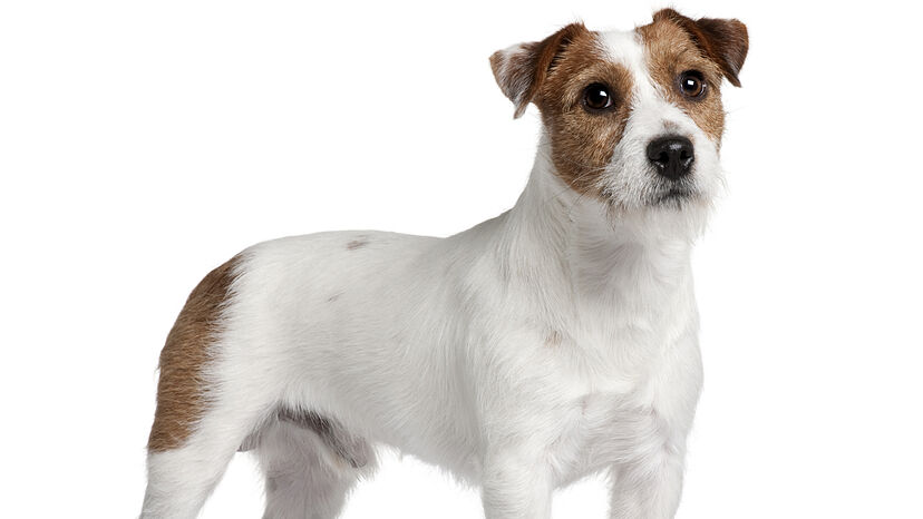 son los buenos perros guardianes de jack russell