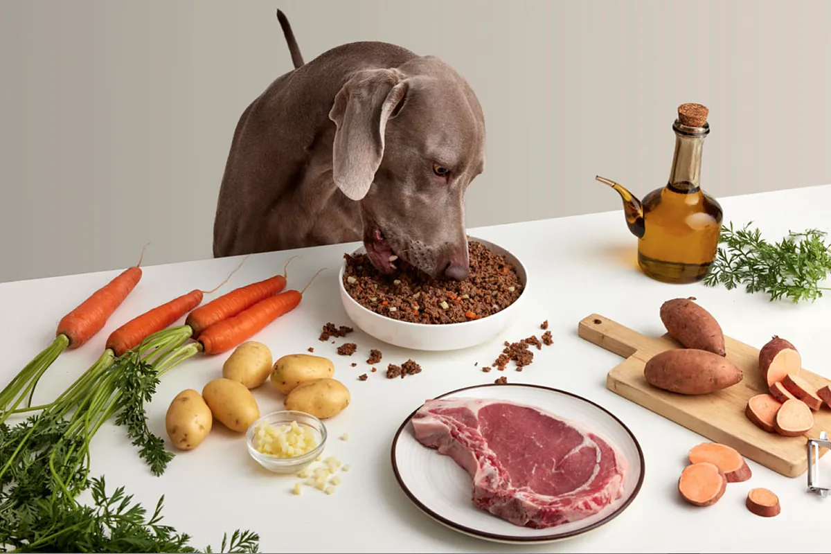 los perros comparten comida