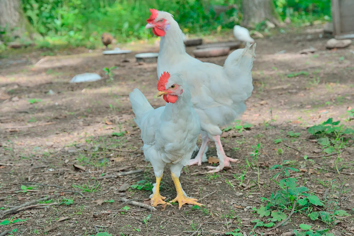 Fuertes and Lusiaves expand as Spain’s chicken sector consolidates