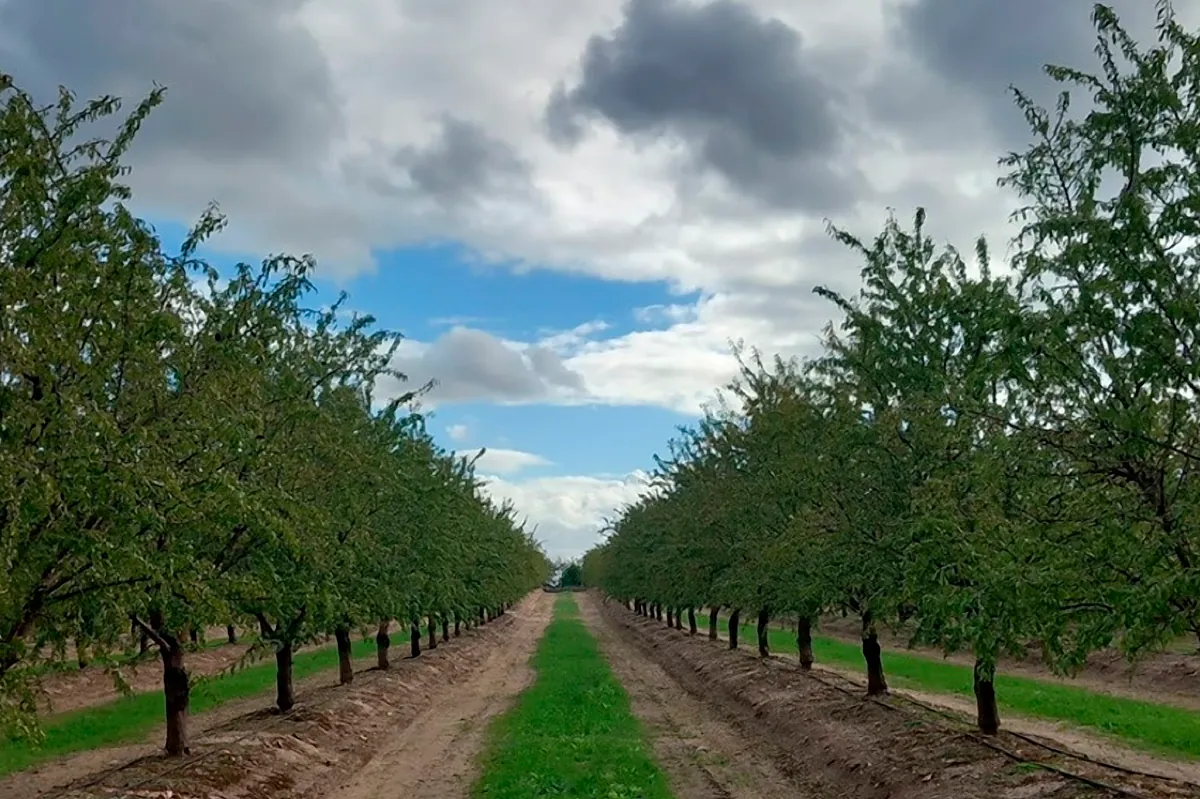 Los Riberas contratan a Lazard para la venta de 6.000 hectáreas de almendro por 500 millones