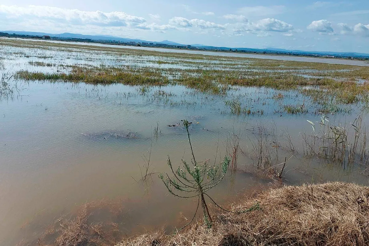 Los agricultores valencianos denuncian a Carrefour y Lidl por venta de arroz a pérdidas