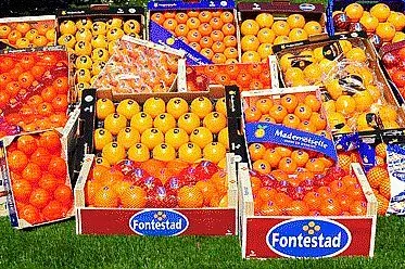 Fontestad supera los 200 millones de ingresos y gana 7 millones