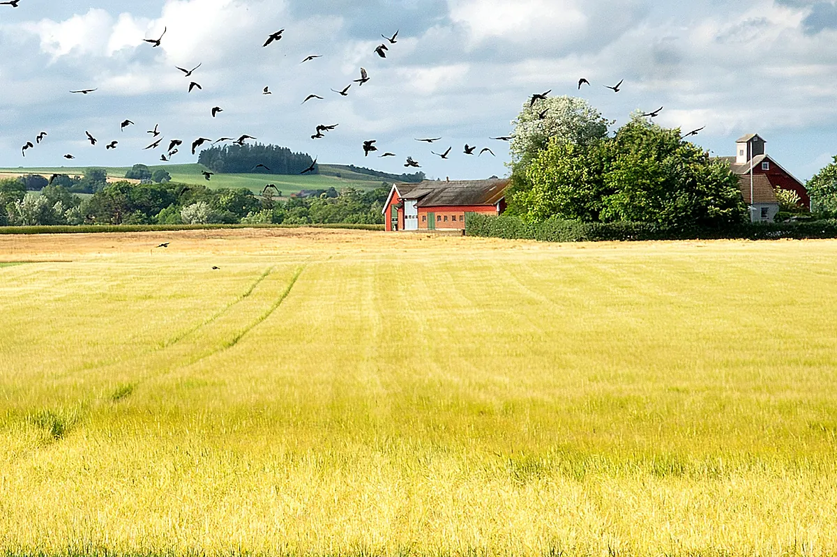 Por qué el mundo vuelve a hacer acopio de alimentos