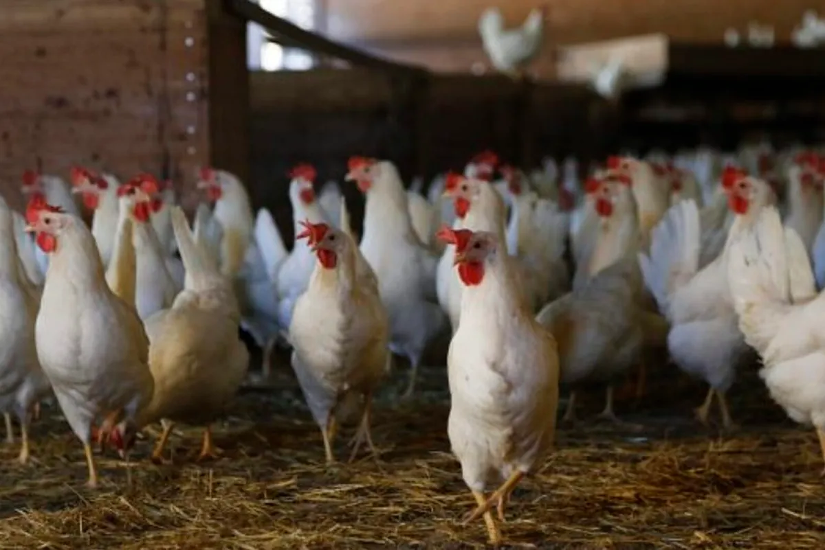 Fiebre por el negocio del pollo: Lusiaves y Valls Companys ultiman la compra de Padesa por 350 millones