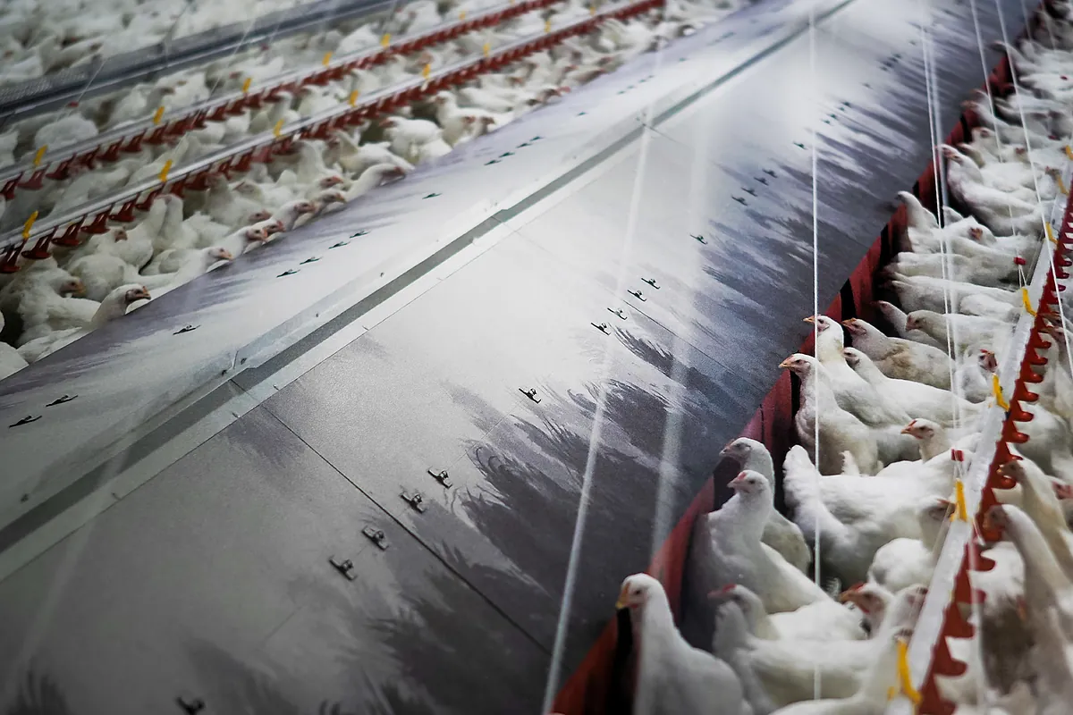 El Gobierno ordena el confinamiento todas las explotaciones de aves de corral por la gripe aviar