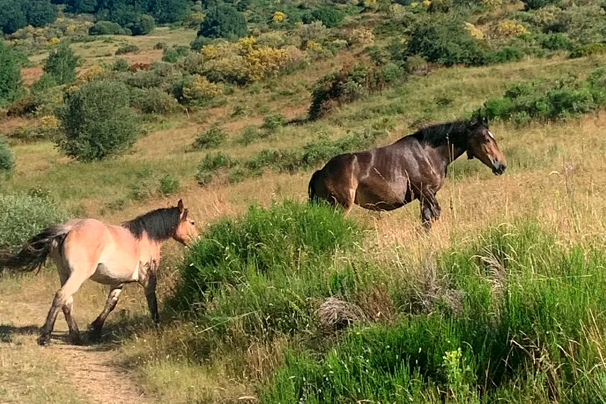 Enagás:  El gas y el hidrógeno verde deben convivir en el tiempo 