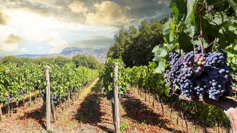 Los vinos españoles que están conquistando las subastas internacionales